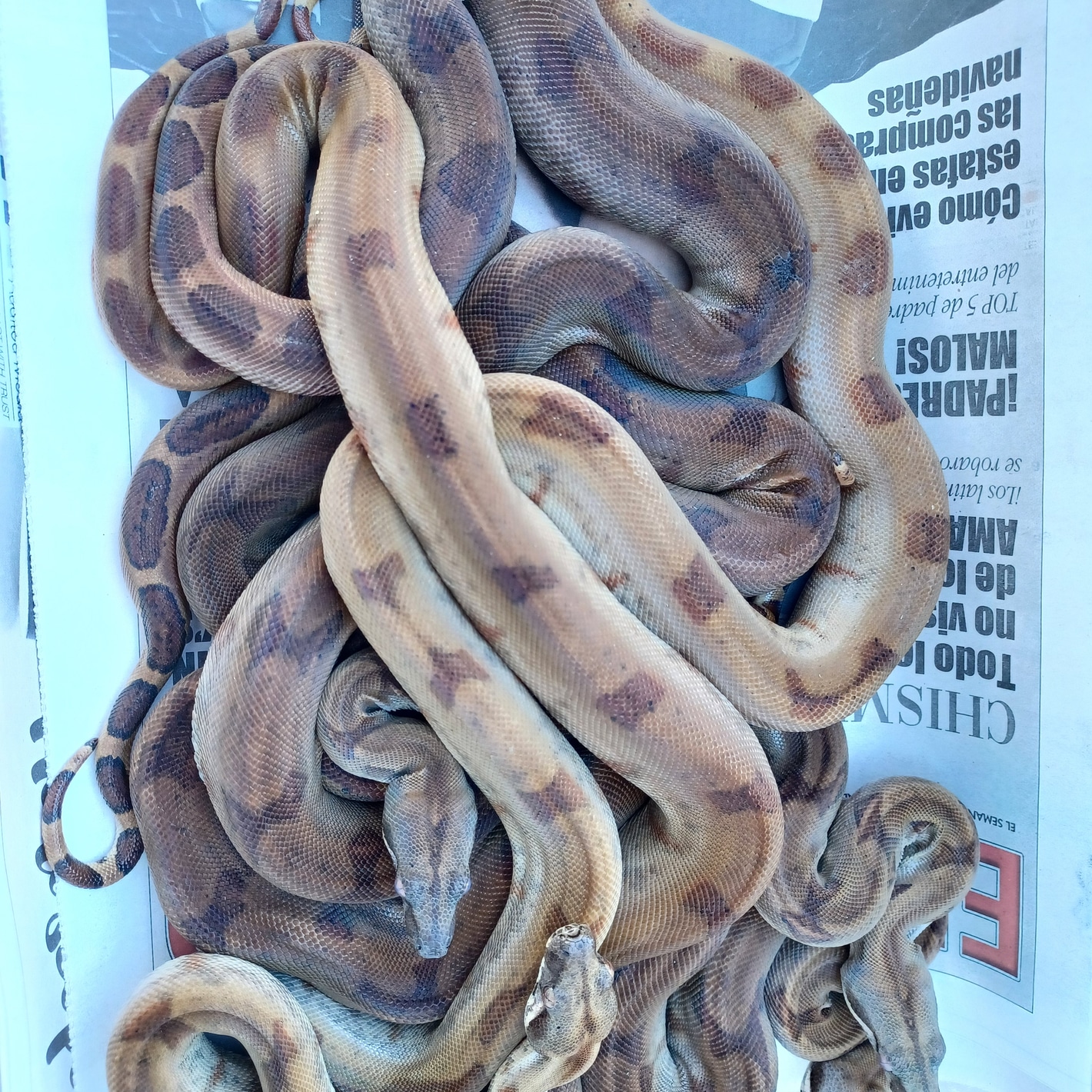 Pearl boa sales